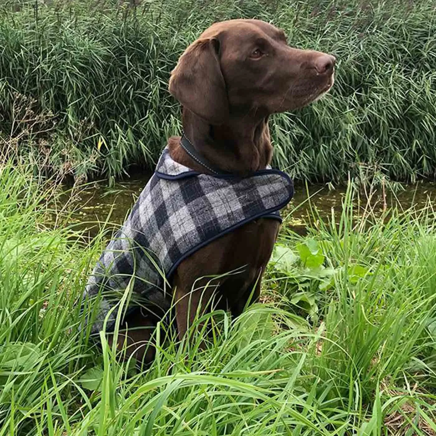 Tweedmill Dog Coat